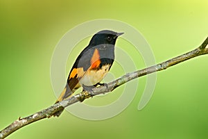 American redstart, Setophaga ruticilla, New World warbler from Mexico. Tanager in the nature habitat. Birdwatching in South Americ photo