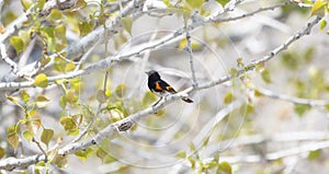 American Redstart Setophaga ruticilla Perched in a Tree During Migration Through Colorado