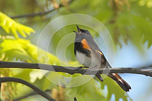 American Redstart Singing photo