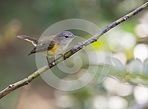 American Redstart on a twig