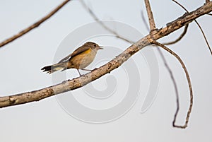 American Redstart on a twig