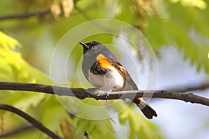 American Redstart Warbler