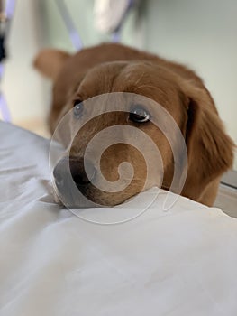 American retriever redhaired dog wakes up his master by putting his blacknosed muzzle on the bed