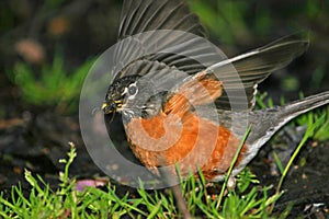 American robin