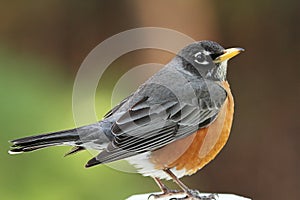 American Robin