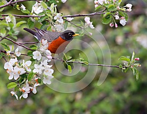 American robin