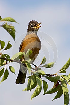 American robin