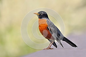 American Robin photo