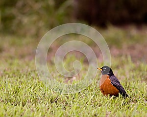 American robin