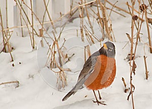 American Robin