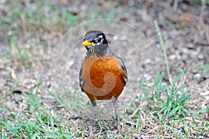 American Robin