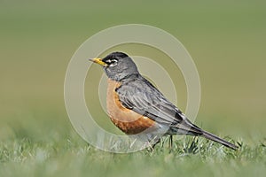 American Robin