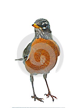 American Robin photo