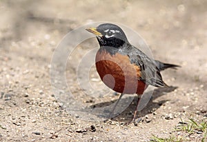 American Robin