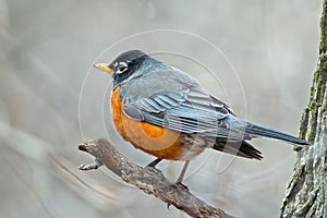 American Robin