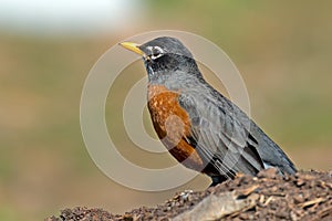 American Robin