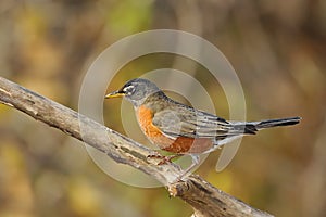 American Robin