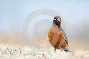 American Robin