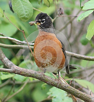 American Robin