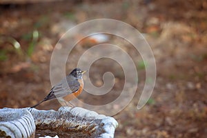 American Robin