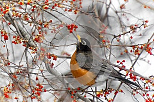 American Robin