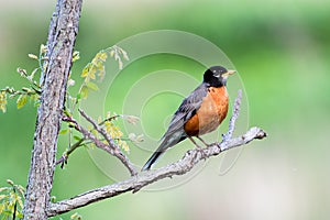 American Robin