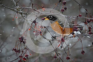 American Robin