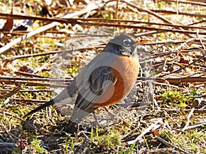 American Robin arrives in early springtime