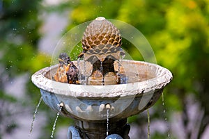 American Robin Bathing in Garden Water Fountain