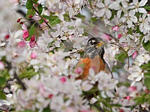 American Robin