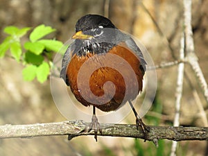 American Robin after bird bath