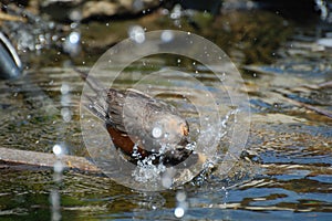 American Robin bird bathing