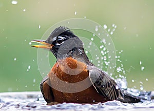 American Robin Bird in a Bird Bath