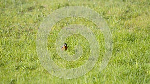 American robin bird eating grass and jumping at sunset