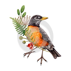 American robin bird with floral decor element. Watercolor illustration. Hand drawn backyard beautiful bird with floral