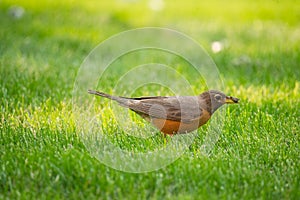 American Robin Bird with Grub in its Beak in the Grass