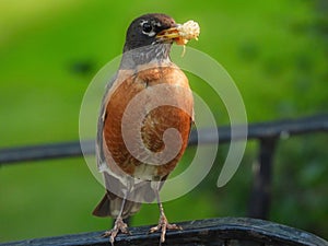 American Robin Bird with Mulberry in its Beak