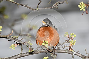 An American robin bird perched on a branch of a flowering tree during a cold raiiny spring day