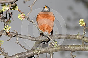 An American robin bird perched on a branch of a flowering tree during a cold raiiny spring day