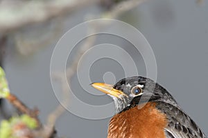 An American robin bird perched on a branch of a flowering tree during a cold raiiny spring day