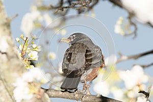 An American robin bird perched on a branch of a flowering tree during a cold raiiny spring day