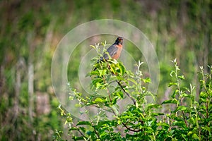 American Robin bird perched on a bush in the sunshine with a grub in its mouth