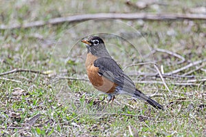 American robin bird perched on the grass.