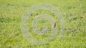 American robin bird running on the green grass at sunset
