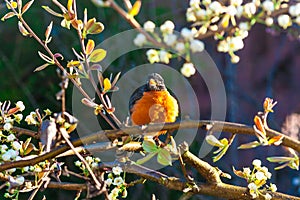 American robin bird on a tree at spring.