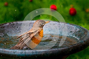 American Robin Bird - Turdus Migratorius taking a bath