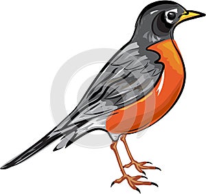 American Robin bird Vector illustration