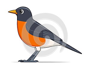 American robin bird on a white background
