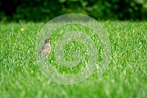 An American Robin in a Bright Green Grass Field