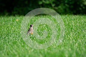 An American Robin in a Bright Green Grass Field